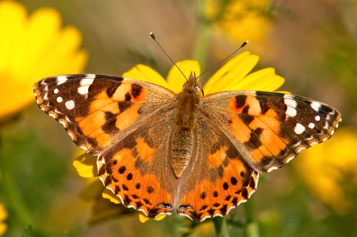 Les 10 papillons du Qu bec LaTricolore