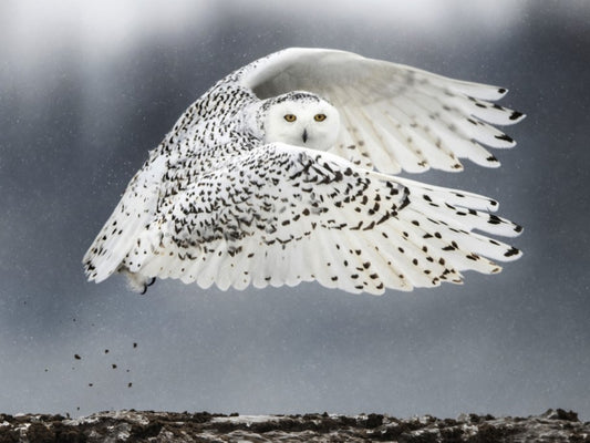 Harfang des neiges, emblème du Québec