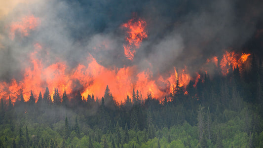 Incendie de forêt au Québec