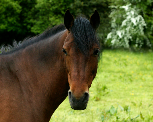 Le Selle Français - Patrimoine des races animales Française - Tricolore